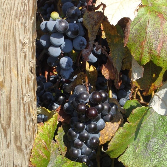 Meet your Posher, Heather - Picture 6 of 6